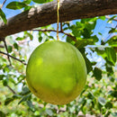 Muda de Umbu Gigante – América Dourada