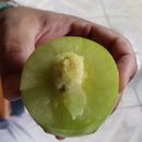 Muda de Umbu Gigante – América Dourada