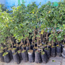 Muda de Umbu Gigante – América Dourada