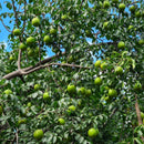 Muda de Umbu Gigante – América Dourada